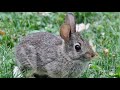 What To Do with a Backyard Bunny Rabbit Nest? Amazing Footage