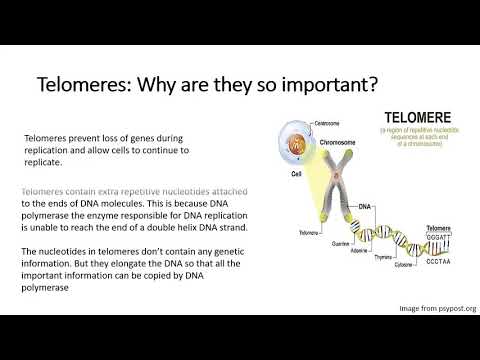 Chapter 5: The Mitotic Cell Cycle