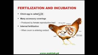 FSc Biology Book 2 CH 19, LEC 3: Development in Animals – Part 1 FSc Biology Book 2 CH 19, LEC 3: Development in Animals – Part 1