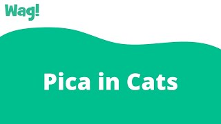 Pica in Cats | Wag!