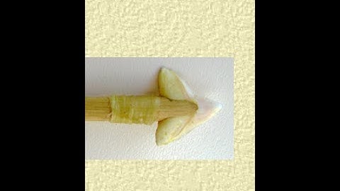 First Osage orange self bow part 2