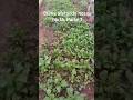 muita chuva por aqui, dificuldades para as verduras #roça #sitio #vidanocampo