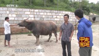 探秘新发现 06 来石林看斗牛 【走遍中国20150708】 720P