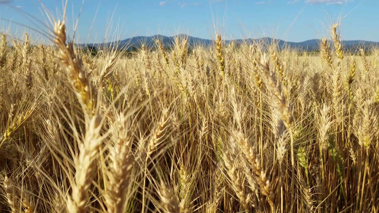 Green Bluff Farm Wheat Field The Rickey Ranch YouTube