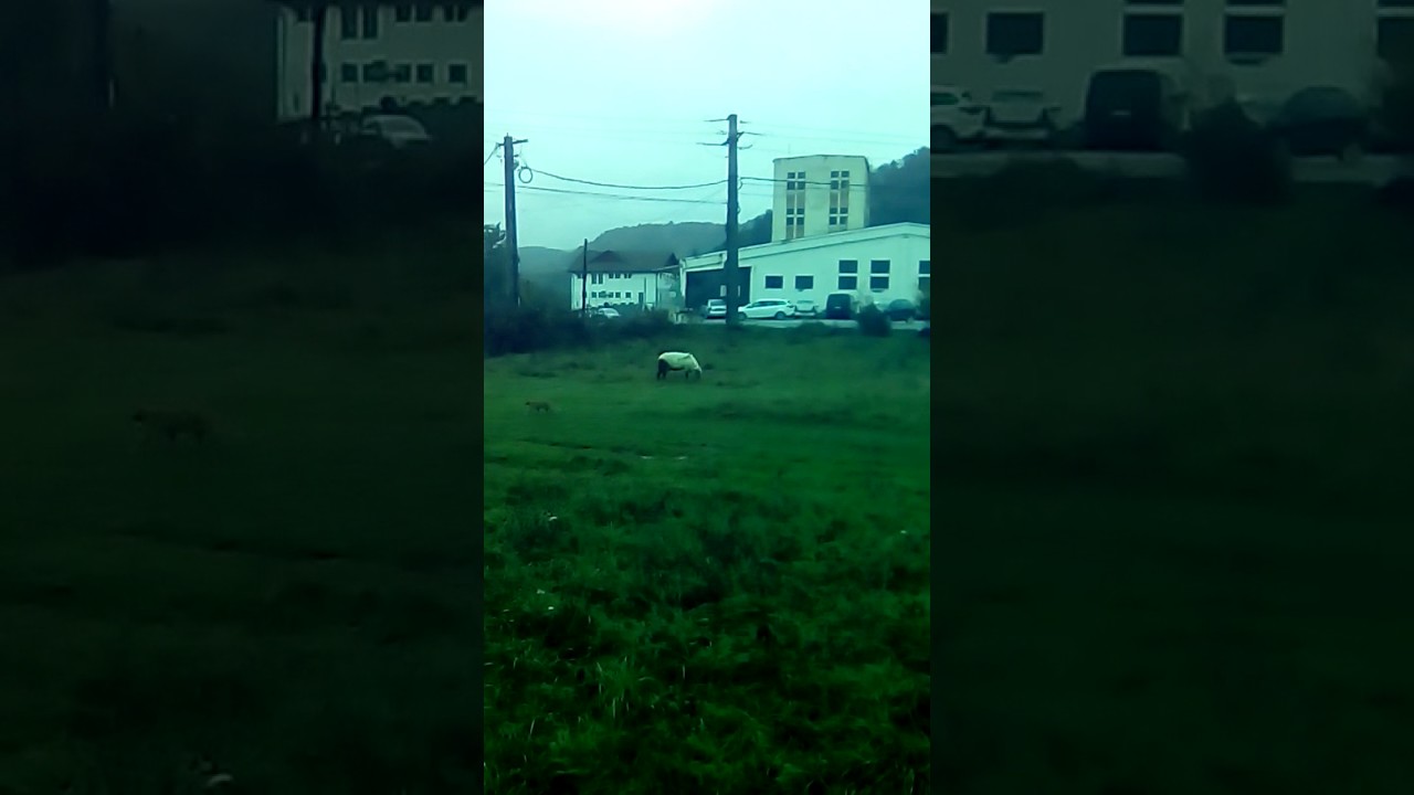 Animale chinuite ocnele mari