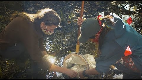 Monitoring Benthic Macroinvertebrates in Codornices Creek
