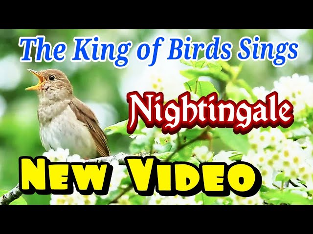 Nightingale bird singing ~ Asupan Kicau Mania #viral class=