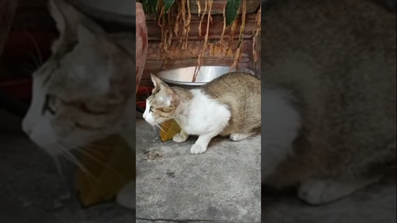 Near the flower garden.  