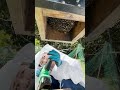 Checking on a colony in Pile box hive