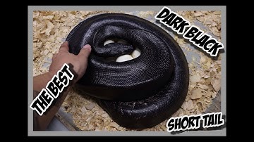 Darkest Sumatran Short Tailed Python Clutch Heading To Tinley!