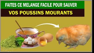 Solution Facile pour SAUVER vos POUSSINS MOURANTS | DE 25% à 100 % de survivants