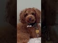 His answer… 🥺🐶 #shorts #cutedog