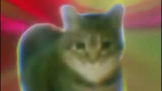 Oiia Oiia Cat (Slowed   Reverb) Full Version