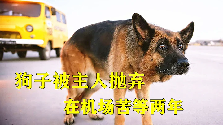 狗子被主人抛弃，在机场苦等两年，结局感动了无数人，2021年最新温情电影《忠犬帕尔马》 【电影迷小雅】 - 天天要闻
