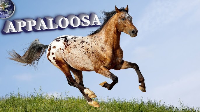 20 Appaloosa Facts: Insights into this Beautiful Horse Breed 