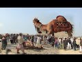 Camel  very beautiful  mela mandi