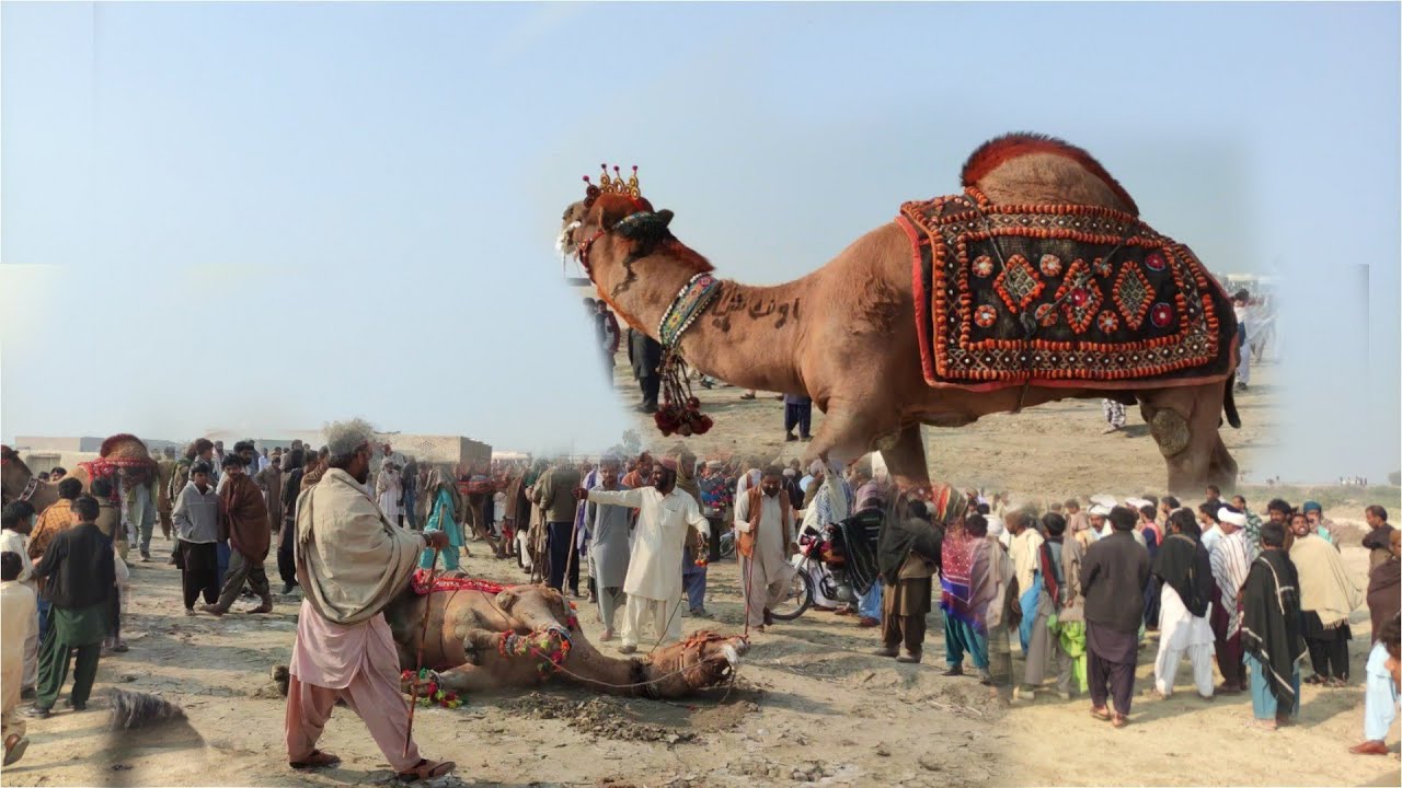 Camel 🐪🐪 very beautiful || Mela mandi