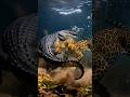 Jaguar vs Crocodile 🐆🐊 The Most Brutal Jungle Hunt Ever! #shorts #wildlife #animals