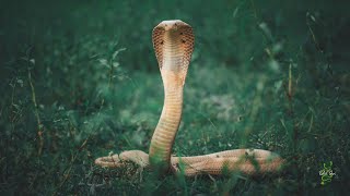&quot;Cobra In Room&quot; | Monocled Cobra | Rescue | Chhorepatan | Pokhara | Nepal | Rohit Giri |