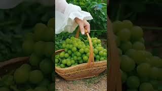 Picking Fruits From Farm Farm Picking Fruits Picking Fruits From Garden - Defew Tv1