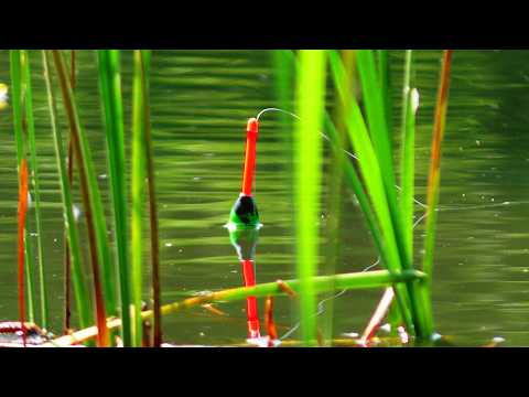 ОЦЕ ТАК РИБАЛКА!  ЛИН🐟КАРАСЬ 🎣 після дощу! Ловля на поплавок!