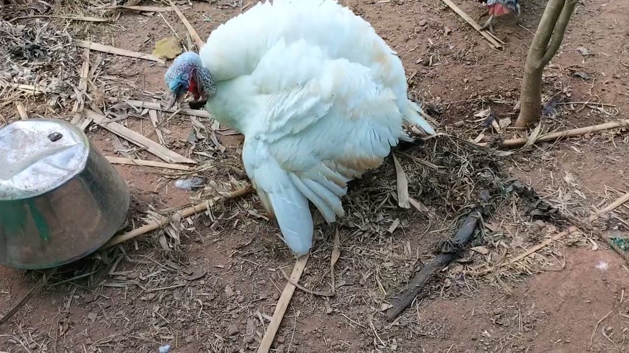 turkey hen mating. hen mating video