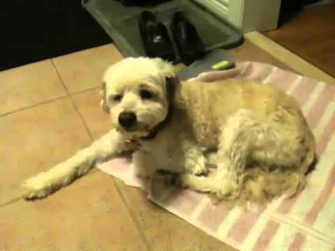 How To Stop Your Dog From Wheezing How To Stop Your Dog From Wheezing