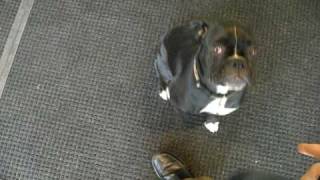 Very smart black boxer dog