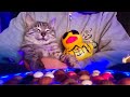 🔴こんにちは😃😻🤟🤟Hello Everyone Cat Water ASMR Live