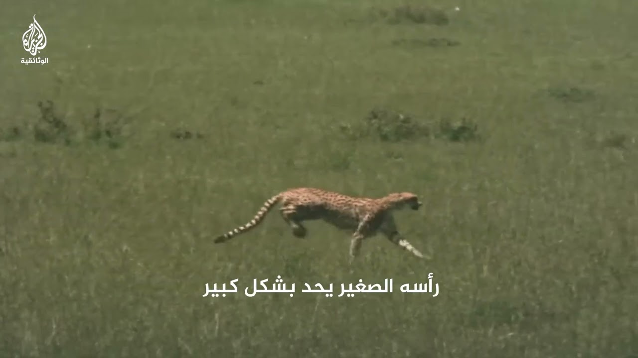 الفهد.. جسم رشيق مصمم لسرعة فائقة