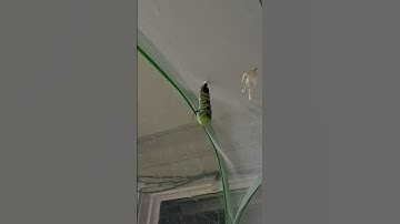 Metamorphosis Of A Caterpillar To A Chrysalis