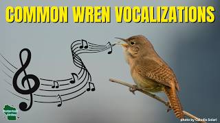 10 Common Wren Songs (No Narration)