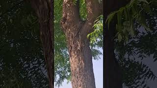 Playful Squirrel Chattering on Neem Tree 🌿🐿️ | Relaxing Nature Sounds