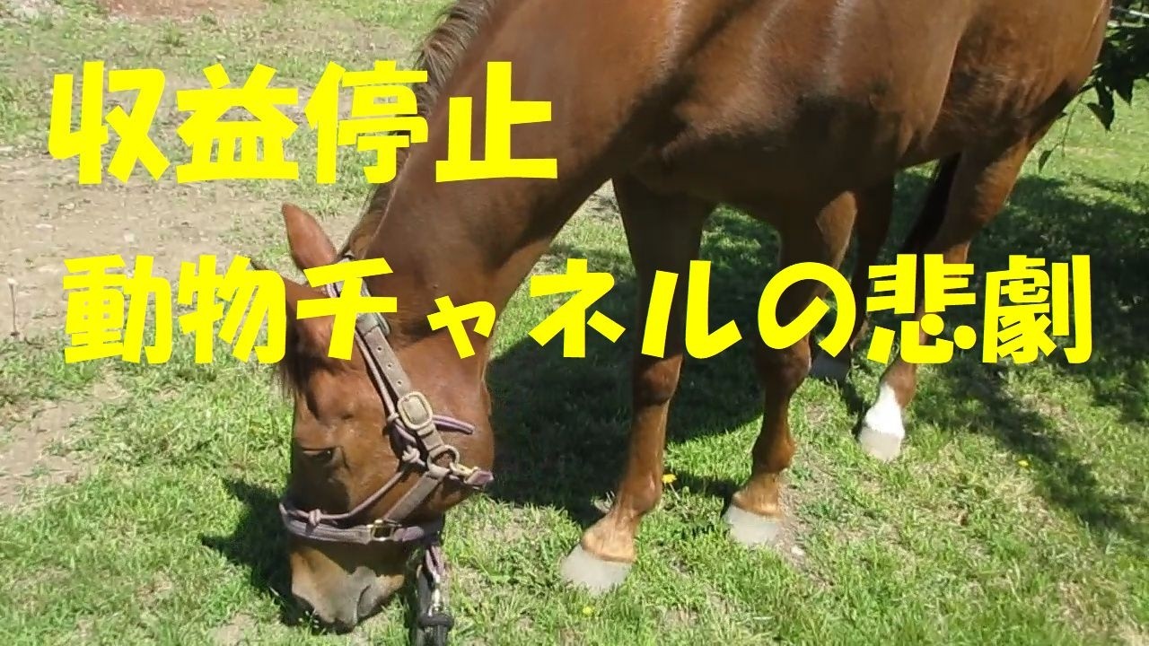 2026.5.18テスト動画、チャンネル移動に向けて　Rocky tです