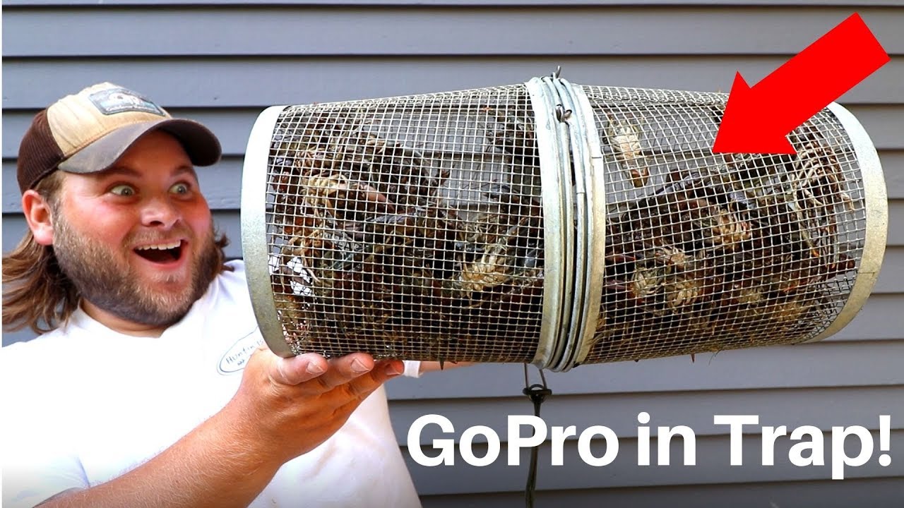 Can Crawfish ESCAPE A Crawfish Trap Gopro In Crawfish Trap YouTube Can Crawfish ESCAPE A Crawfish Trap Gopro In Crawfish Trap YouTube