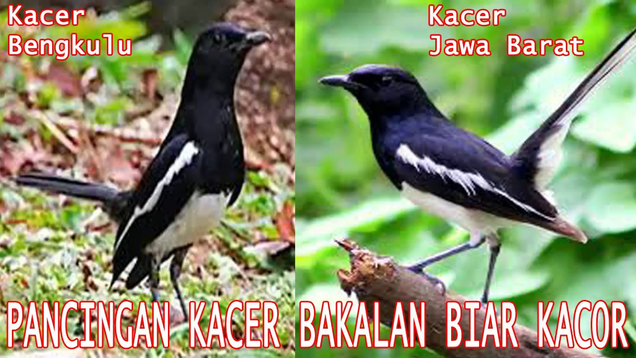 SUARA BURUNG KACER INI BIKIN BURUNG KACER JUARA APA PENDAPAT ANDA