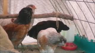 My Chicken Is Crowing... Or Do I Have a Rooster??