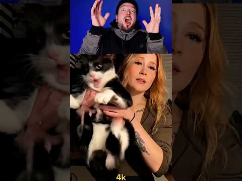 cats memes 144p to 4k #4k #meme #cat #catmemes #short