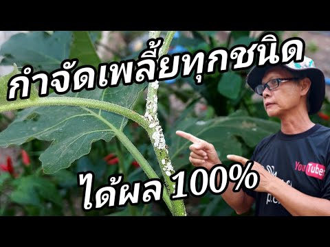 วีดีโอ: เพลี้ยปรากฏบนต้นกล้าพริกไทยจะรับมืออย่างไร?