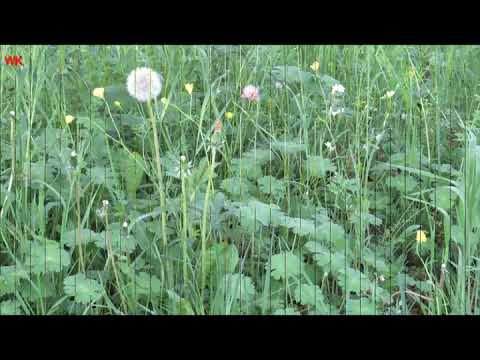 Mein Spaziergang am vierten Mai 3 (2025)