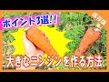 [永久保存版]大きなニンジンを作る方法ーポイント3選!!ー