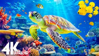 The Ocean 4K - Sea Animals for Relaxation, Beautiful Coral Reef Fish in the Ocean (4K ULTRA HD)