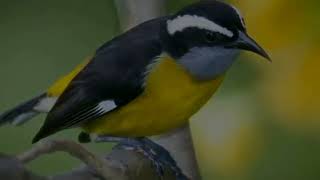 Descobrindo os Encantos do Pássaro Sibite - Conheça o Coereba flaveola!