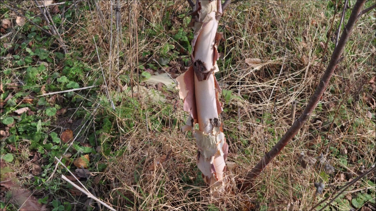 Advantages Of River Birch Trees YouTube