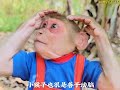 小猴子野外迷路了 萌宠动物猴子成精萌宠出道计划萌宠成精了 小猴子野外迷路了 萌宠动物猴子成精萌宠出道计划萌宠成精了