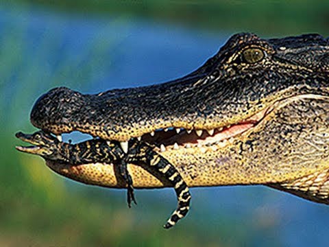 Vídeo: Como Crocodilos Se Reproduzem