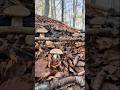 A beautiful brown porcini mushrooms #wildmushrooms #nature #boletus #youtubeshorts #shorts #fungi