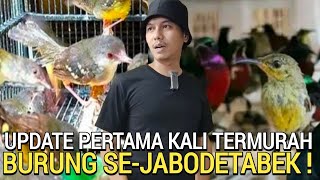 BURUNG MURAH ! SE-JABODETABEK OMBYOKAN BAHAN RASA JADI DI BOWO MURAI JELAMBAR JAKARTA BARAT