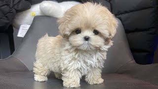 Cute animals - Funny cats / Dogs / Baby animals - Funny animal videos / Funny animals #9 by So cute animals 51,202 views 1 year ago 11 minutes, 1 second