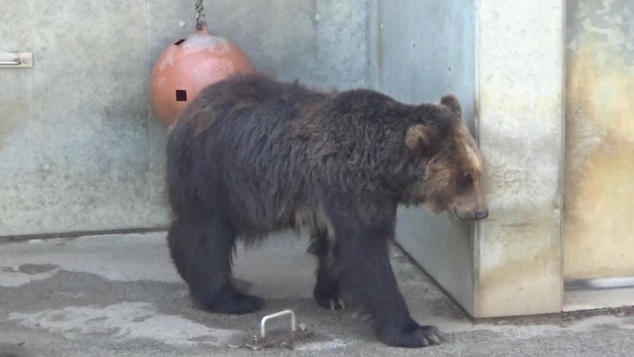 ヒグマさんが可愛い❤ Cute brown bear #187 【Cute animal videos